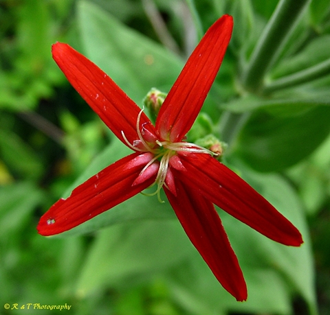 {Silene regia}